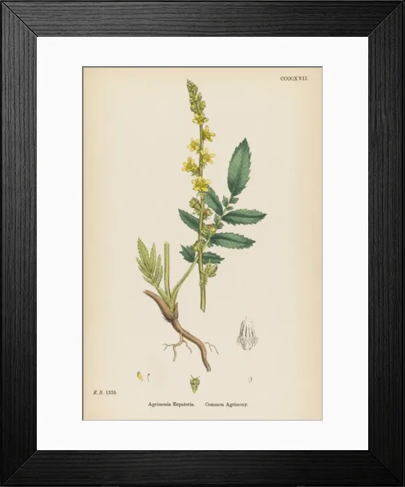 Framed Print : Agrimonia Eupatoria