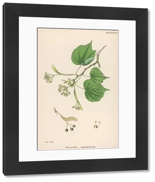 Plants  /  Tilia Parvifolia