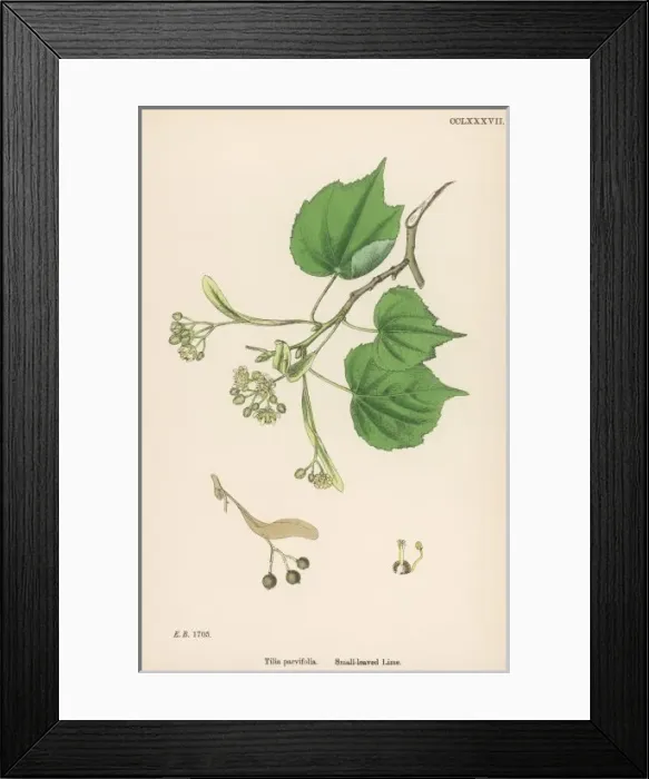Framed Print : Plants  /  Tilia Parvifolia
