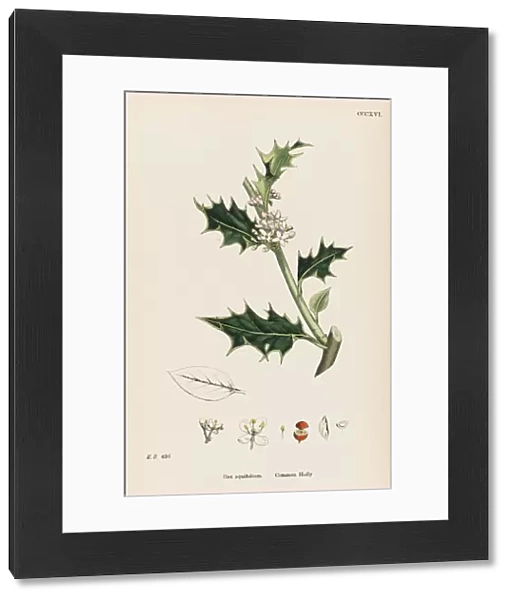 Plants  /  Ilex Aquifolium