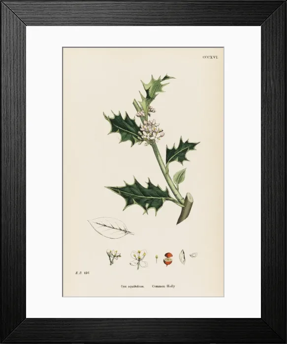Framed Print : Plants / Ilex Aquifolium Framed Print : Plants / Ilex Aquifolium