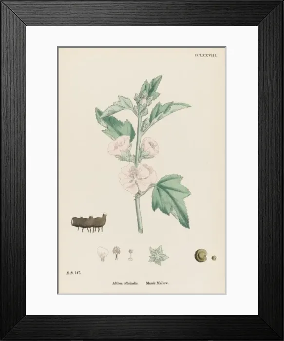 Framed Print : Althaea Officinalis Framed Print : Althaea Officinalis