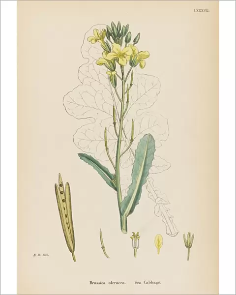 Plants  /  Brassica Oleracea