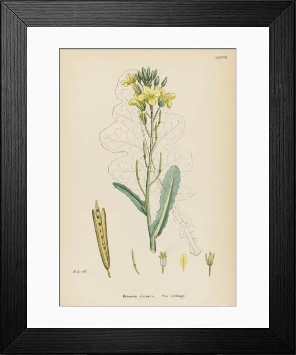 Framed Print : Plants / Brassica Oleracea Framed Print : Plants / Brassica Oleracea