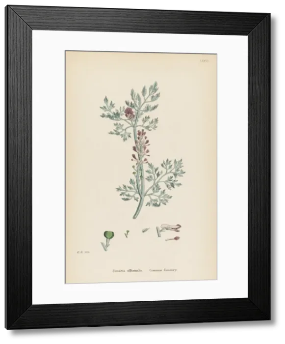 Framed Print : Fumaria Officinalis Framed Print : Fumaria Officinalis