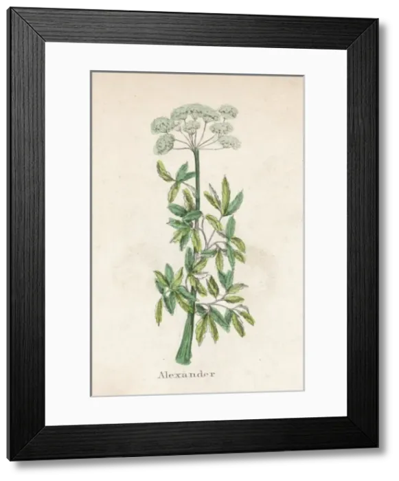Framed Print : Smyrnium Olusatrum Framed Print : Smyrnium Olusatrum