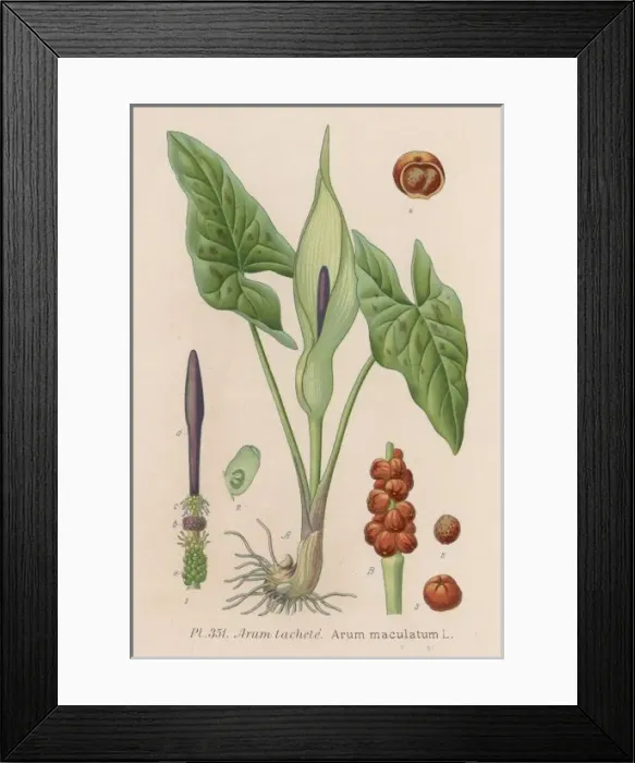 Framed Print : Plants / Arum Maculatum Framed Print : Plants / Arum Maculatum