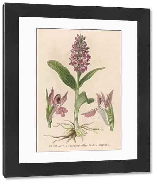 Plants  /  Orchis Latifolia