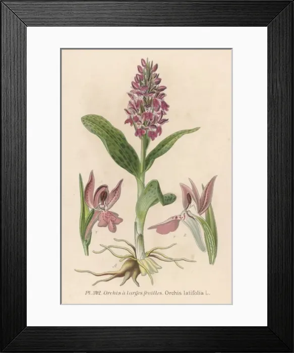 Framed Print : Plants / Orchis Latifolia Framed Print : Plants / Orchis Latifolia