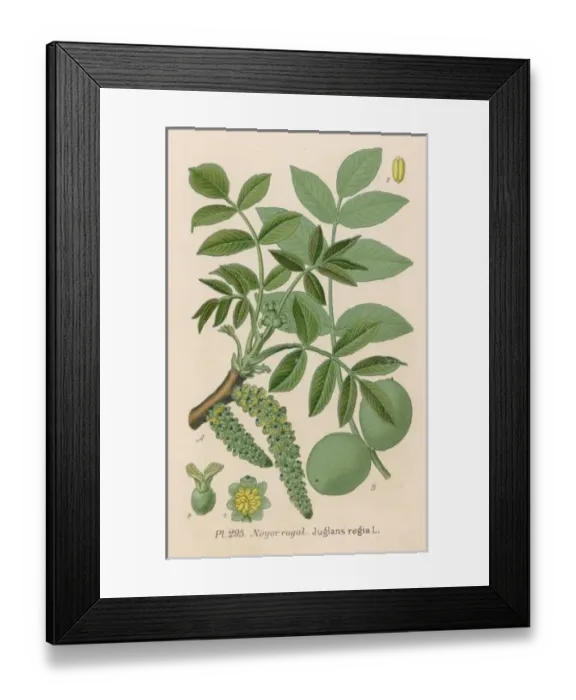 Framed Print : Plants / Juglans Regia Framed Print : Plants / Juglans Regia