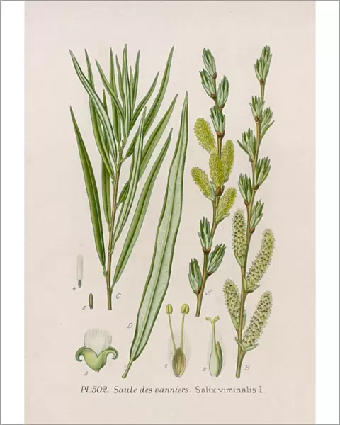 Plants  /  Salix Viminalis