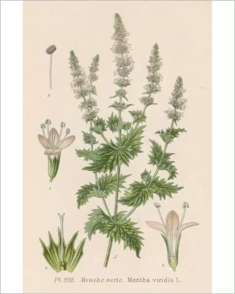 Plants  /  Mentha Viridis