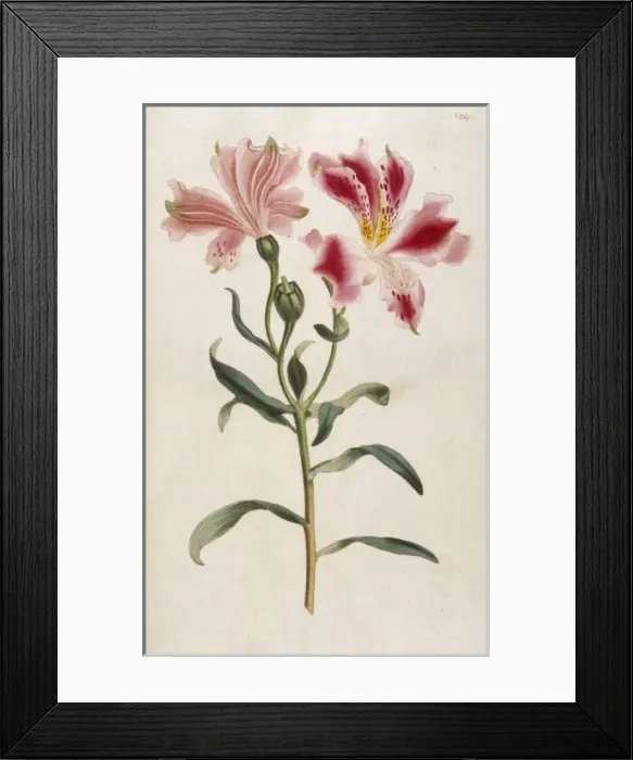 Framed Print : Alstroemeria Pelegrina Framed Print : Alstroemeria Pelegrina