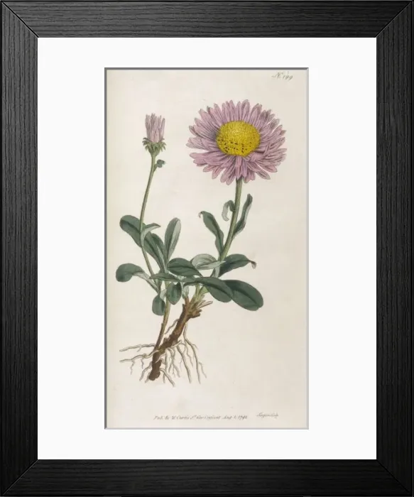 Framed Print : Plants / Aster Alpinus Framed Print : Plants / Aster Alpinus