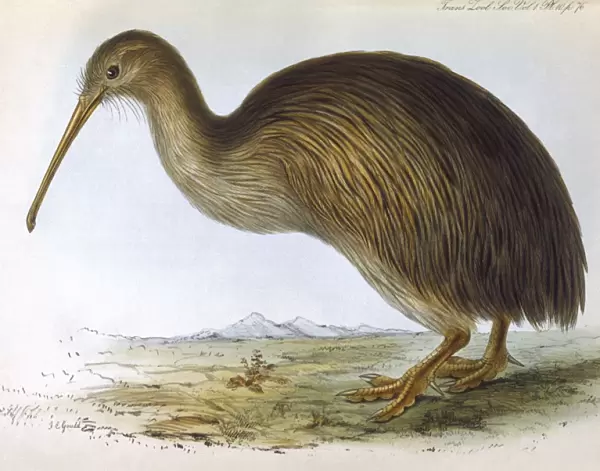 Birds  /  Kiwi (Gould)