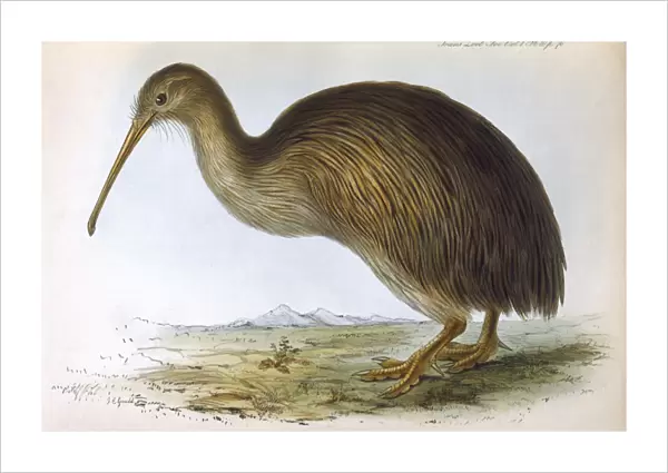 Birds  /  Kiwi (Gould)
