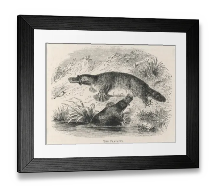 Framed Print : Platypus Pair Framed Print : Platypus Pair