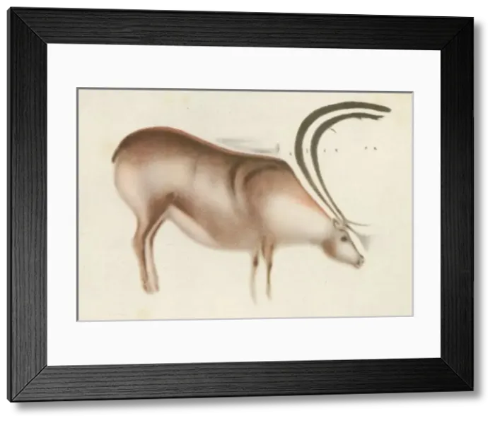 Framed Print : Altamira Deer Painting Framed Print : Altamira Deer Painting