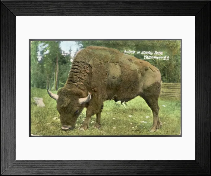 Framed Print : Bison Photo Framed Print : Bison Photo