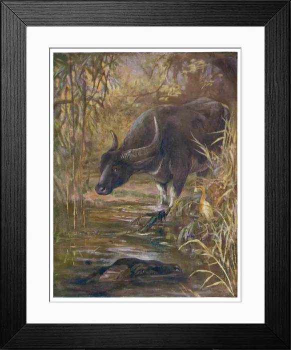 Framed Print : Indian Buffalo 1909 Framed Print : Indian Buffalo 1909