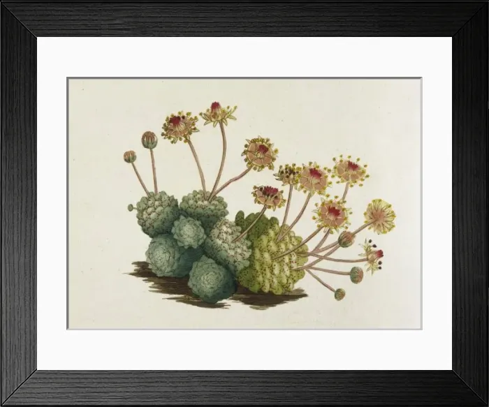Framed Print : Sempervivum Monanthes Framed Print : Sempervivum Monanthes