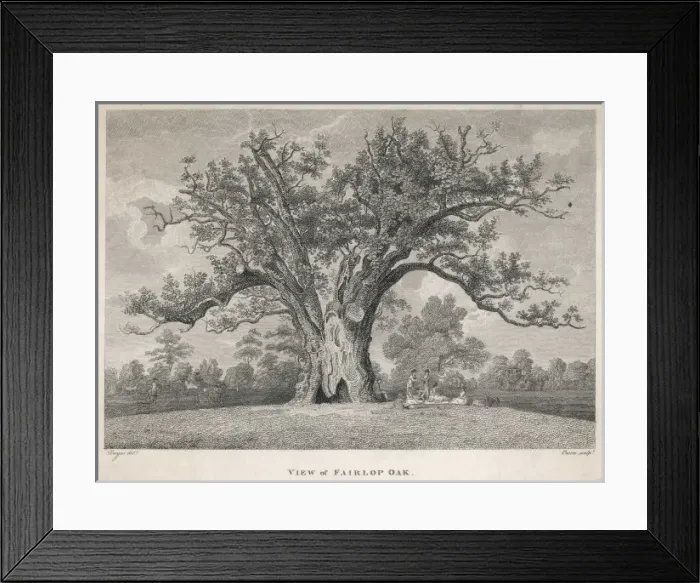 Framed Print : Trees / Fairlop Oak Framed Print : Trees / Fairlop Oak