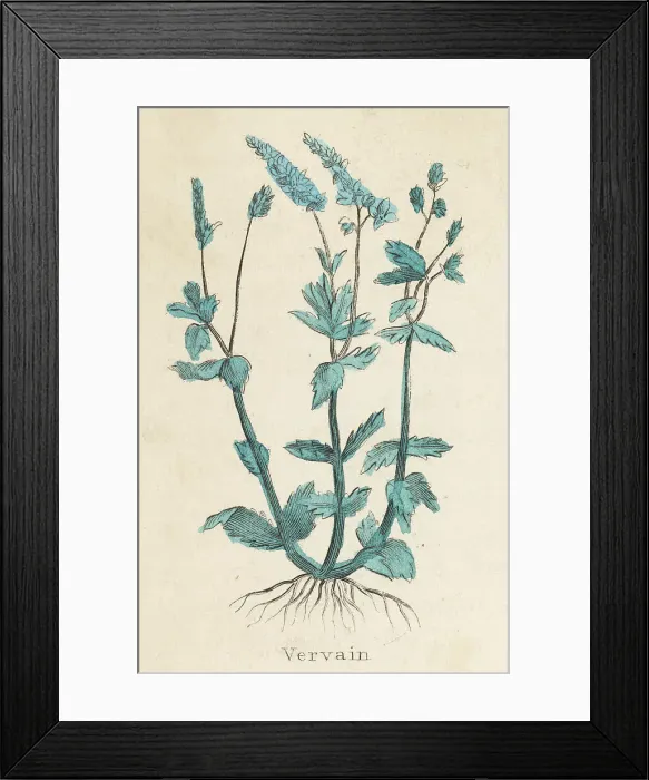 Framed Print : Verbena Officinalis Framed Print : Verbena Officinalis