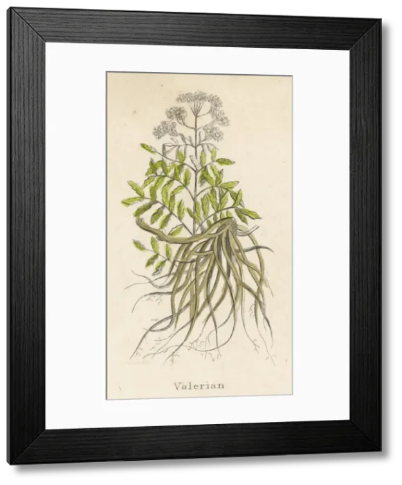Framed Print : Valeriana Officinalis Framed Print : Valeriana Officinalis