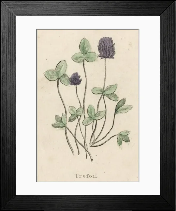 Framed Print : Lotus Corniculatus Framed Print : Lotus Corniculatus