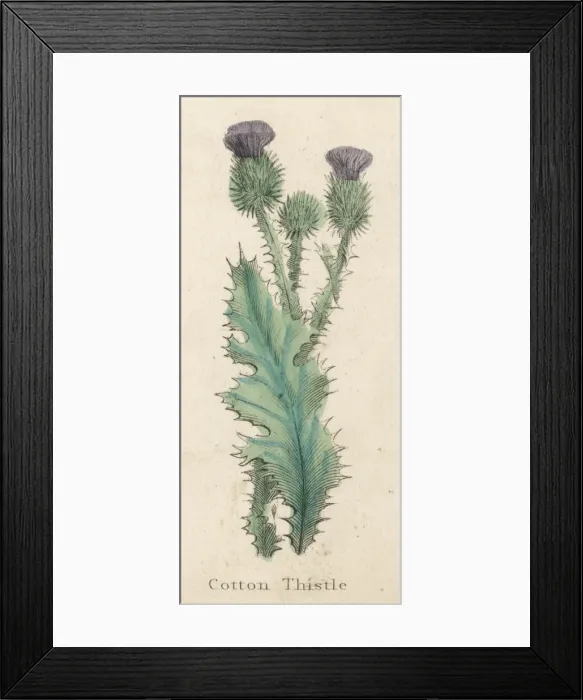 Framed Print : Onopordum Acanthium Framed Print : Onopordum Acanthium