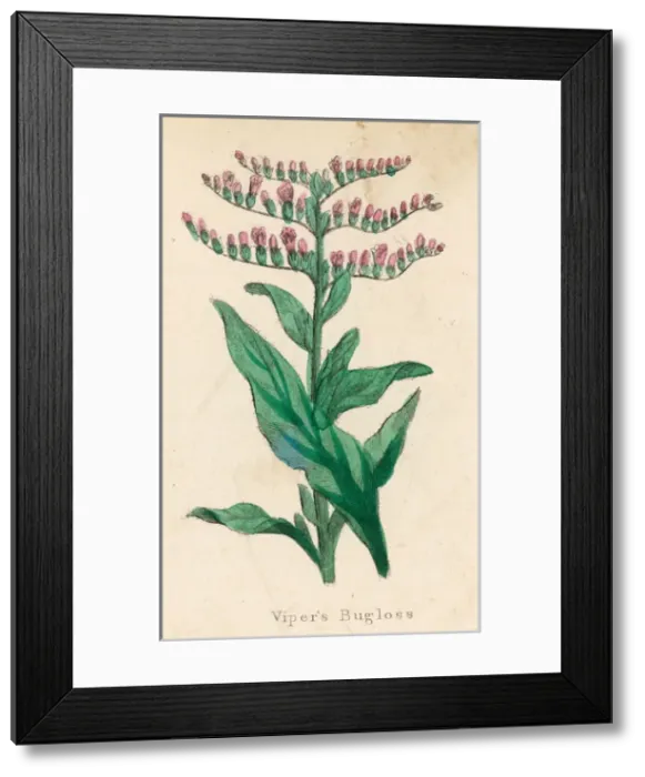 Framed Print : Plants / Echium Lycopsis Framed Print : Plants / Echium Lycopsis