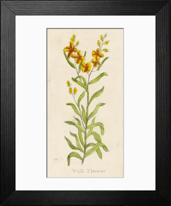 Framed Print : Erysimum Cheiri Framed Print : Erysimum Cheiri