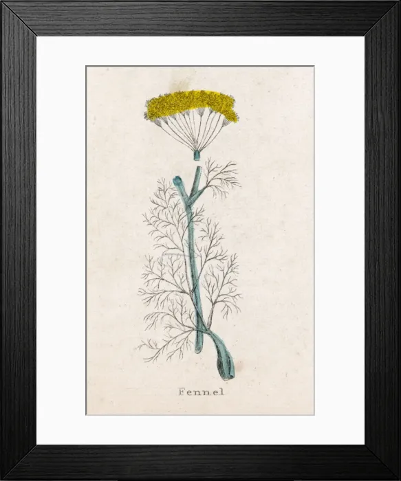 Framed Print : Foeniculum Vulgare Framed Print : Foeniculum Vulgare