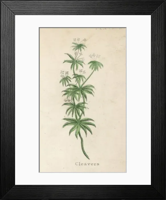 Framed Print : Plants / Galium Aparine Framed Print : Plants / Galium Aparine