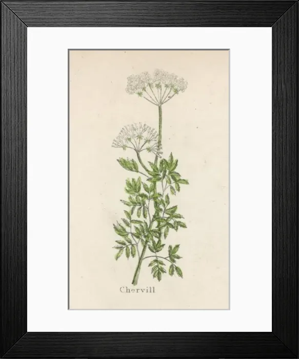 Framed Print : Plants / Anthriscus Dioica Framed Print : Plants / Anthriscus Dioica