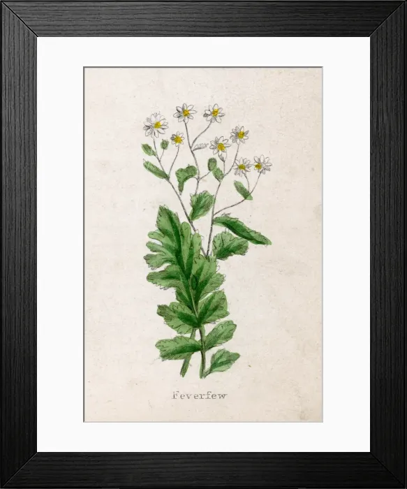 Framed Print : Tanacetum Parthenium Framed Print : Tanacetum Parthenium