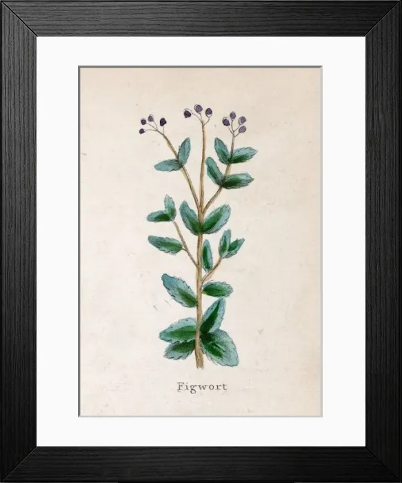 Framed Print : Scrophularia Nodosa Framed Print : Scrophularia Nodosa