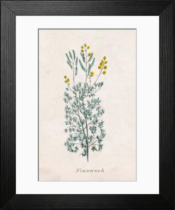Framed Print : Plants / Linum Sp Framed Print : Plants / Linum Sp