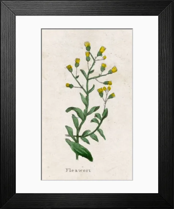 Framed Print : Senecio Integrifolius Framed Print : Senecio Integrifolius