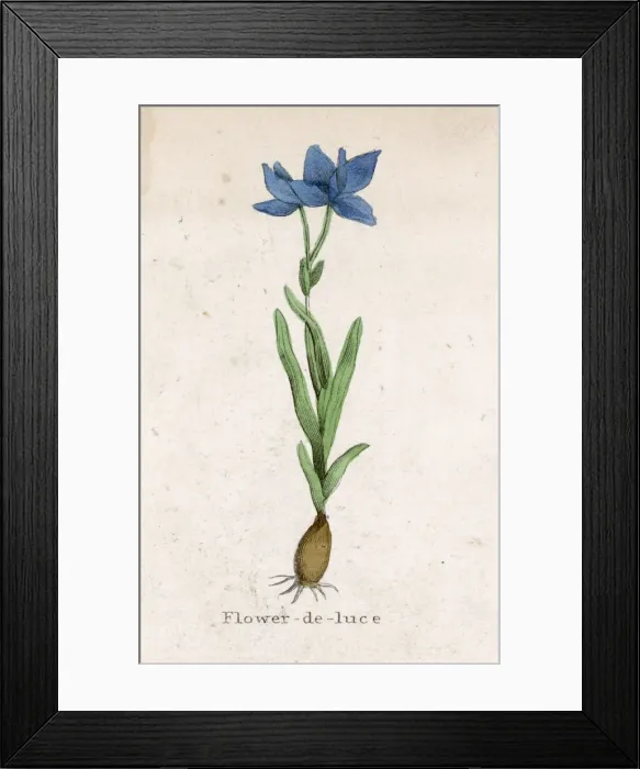 Framed Print : Plants / Iris Germanica Framed Print : Plants / Iris Germanica