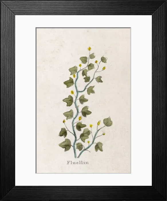 Framed Print : Veronica Officinalis Framed Print : Veronica Officinalis