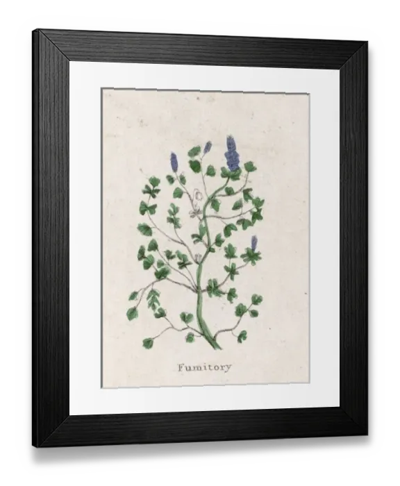 Framed Print : Fumaria Officinalis Framed Print : Fumaria Officinalis