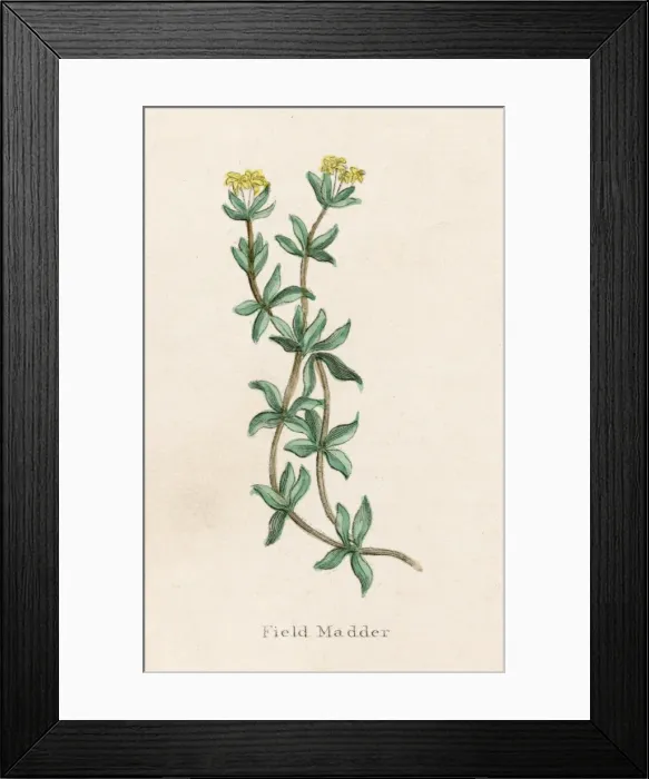Framed Print : Plants / Rubia Tinctorum Framed Print : Plants / Rubia Tinctorum