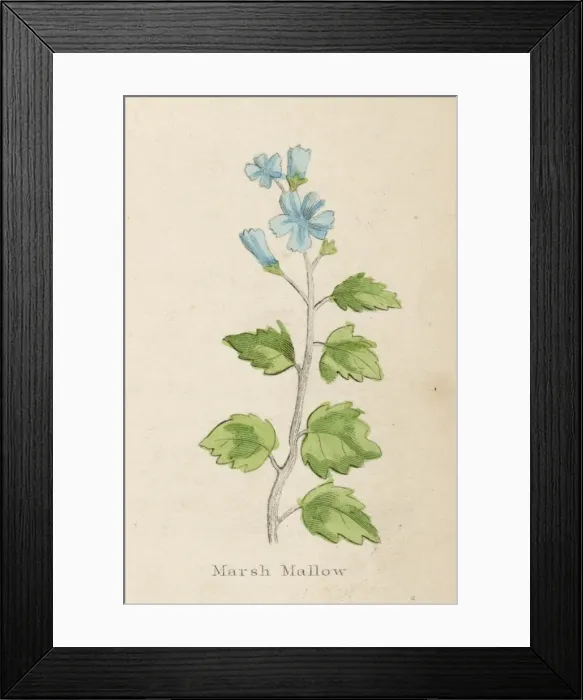 Framed Print : Althaea Officinalis Framed Print : Althaea Officinalis