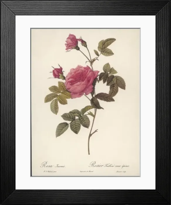 Framed Print : Rose Without Thorns Framed Print : Rose Without Thorns