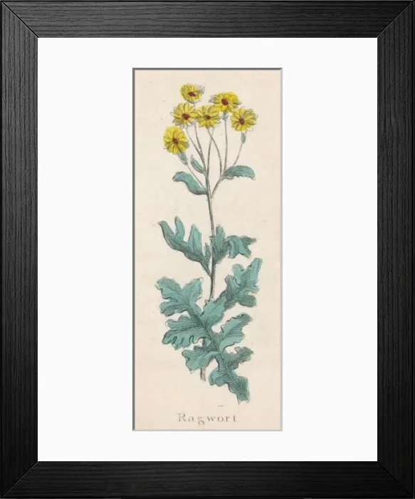 Framed Print : Plants / Senecio Jacobaea Framed Print : Plants / Senecio Jacobaea