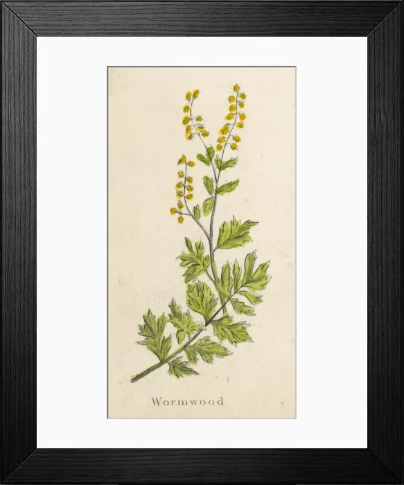 Framed Print : Artemisia Absinthium Framed Print : Artemisia Absinthium