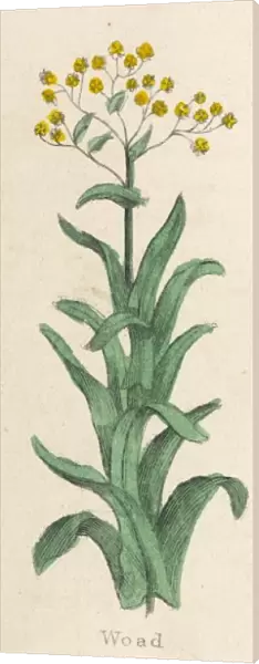 Plants  /  Isatis Tinctoria