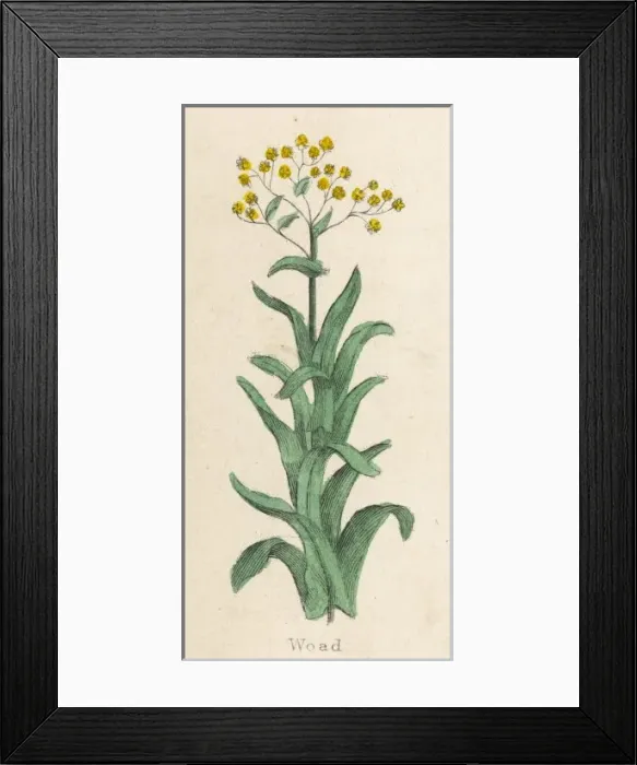 Framed Print : Plants / Isatis Tinctoria Framed Print : Plants / Isatis Tinctoria