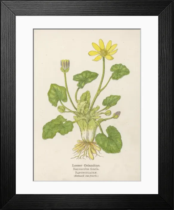 Framed Print : Ranunculus Ficaria Framed Print : Ranunculus Ficaria